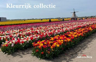 Kleurrijk schoenen collectie voorjaar 2024 