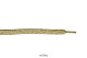 179 beige gold